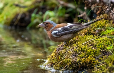 A finch bird stands on the moss-covered shore of a pond, close-up