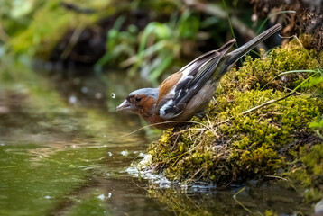 A bright and beautiful bird finch on the shore of the reservoir drinks water