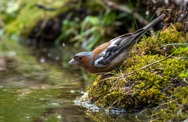 A bright and beautiful bird finch on the shore of the reservoir drinks water