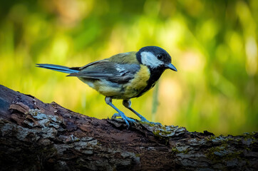 Obraz premium A bright and beautiful chickadee is sitting on a lying tree trunk against the background of bright sunlight