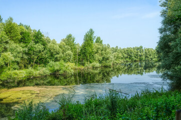 Teich im Wald in der Bislicher Insel