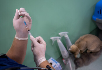 A veterinarian puts the vaccine in a syringe to give an injection to a kitten