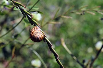 Escargot