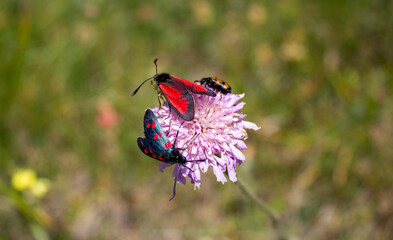 Three insects in a flower 