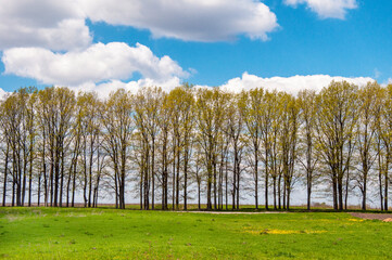 Obraz premium spring landscape, young green grass and young leaves on trees against the blue sky. High quality photo
