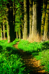 a path trodden by people and animals leading to the forest. High quality photo