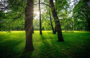 Fototapeta na wymiar Early morning in a green park where a lawn grows among the trunks of oak trees illuminated by sunlight