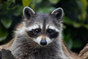 A raccoon in the bushes