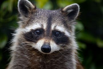 A raccoon in the bushes