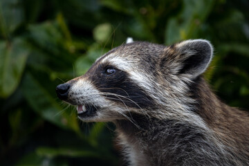 A raccoon in the bushes