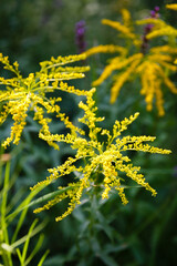 Bright Yellow Goldenrod Flowers in Summer Garden