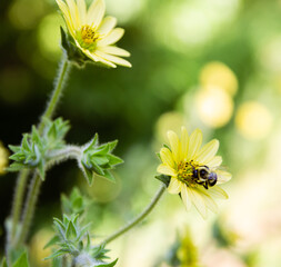 Bumble Bee on Yellow Sunflowers with Bokeh Background