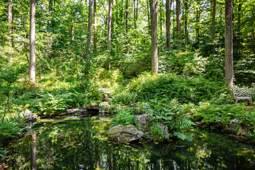 Sunlight Dappled Forest and Pond with Trees Reflected on the Water