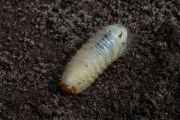 May beetle larva on black ground close-up