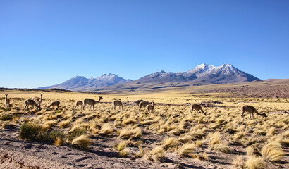 Vicuñas grazing on the altiplano, Atacama Desert, Chile
