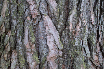 Pine tree bark texture for design and background