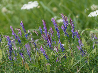Vicia cracca | Vesce craque ou vesce à épis aux grappes de fleurs papilionacées pendantes bleu violacé et rosâtre sur tiges enchevêtrées au feuillage en vrille et à folioles lancéolées