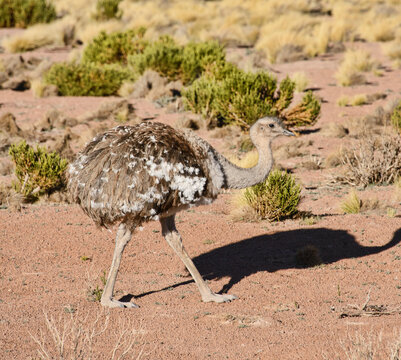 Rhea pennata tarapacensis in the highlands, Atacama, Chil