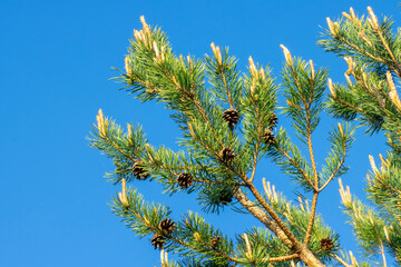 Pine branch with cones close-up against a blue sky