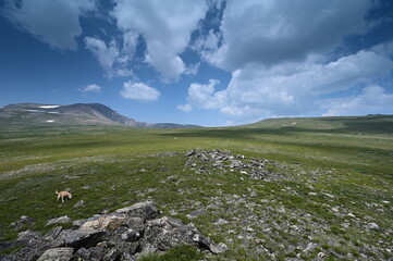 Fototapeta premium Dog explores alpine tundra above St Mary's Glacier near Idaho Springs, Colorado under summer afternoon cloudscape.