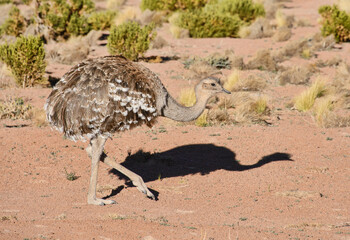 Rhea pennata tarapacensis in the highlands, Atacama, Chil