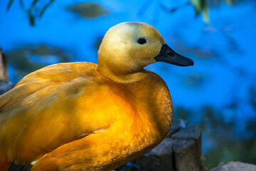 The ruddy shelduck (Tadorna ferruginea), known in India as the Brahminy duck, is a member of the family Anatidae.