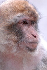Berberaffen im Tierpark Ueckermünde