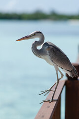 Grey heron on the background of azur water of the ocean