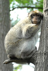 Berberaffen im Tierpark Ueckermünde