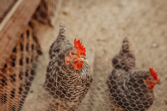 Close up of a rooster through chicken wire on a urban farm