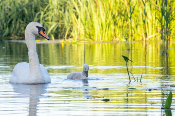 Swan swimming on a river with a cygnet