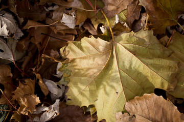 Autumn Leaves on the Ground