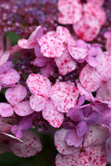 Purple-pink hydrangea flowers with water drops close-up.