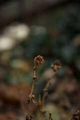 Dead Brown Flower with Muted Background
