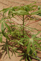 A young castor plant, native to Eastern Africa