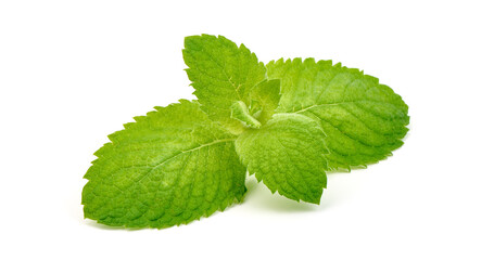 Fresh mint, isolated on white background.