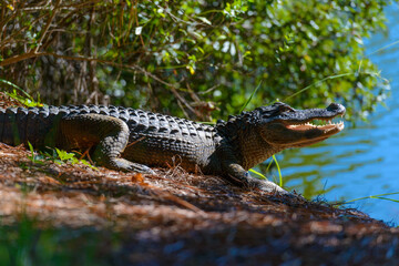 Hilton Head Island, South Carolina, Aligator