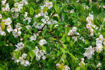 Beautiful flowering of a fruit tree in spring
