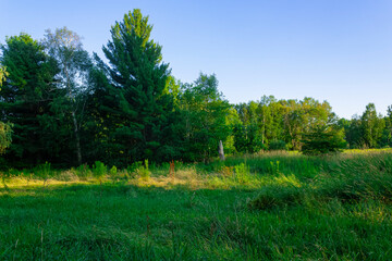 Forest in the summer