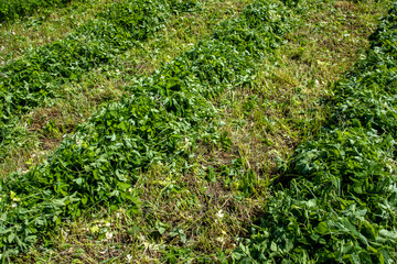 Mown green grass in the field, hay making