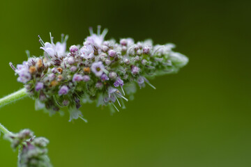 bee on flower