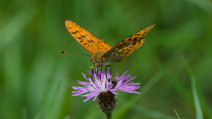 butterfly on flower