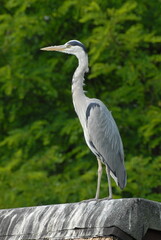 Tierpark Ueckermünde, Gast aus der Reiherkolonie