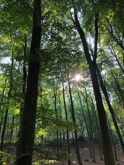 Sonnenschein durch den Wald