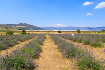 Fototapeta na wymiar Lavender field near lake Salda in Burdur, Turkey