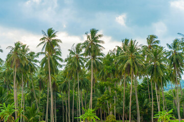 Naklejka na ściany i meble Tropical natural landscape palm grove and blue sky
