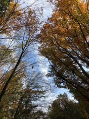 Herbstlicher Waldblick