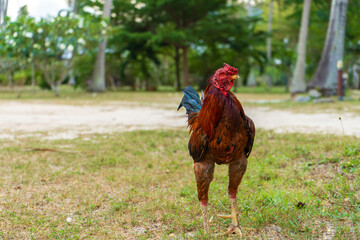 The rooster walks around the farm in the jungle