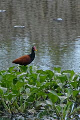 Jacana noir en bordure de crique à Cayenne en Guyane française