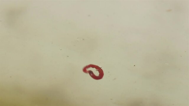 The mosquito larva (Chironomus plumosus) writhes under the water in a garden tank.